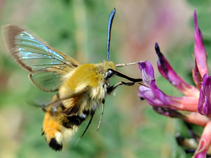 Vignette papillons.jpg